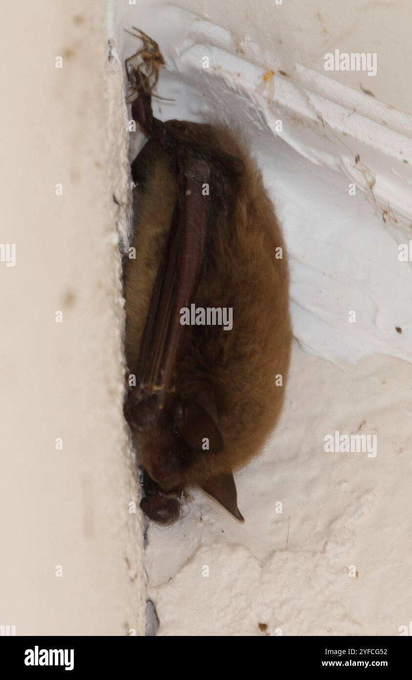 Little brown bat myotis lucifugus hi-res stock photography and images ...