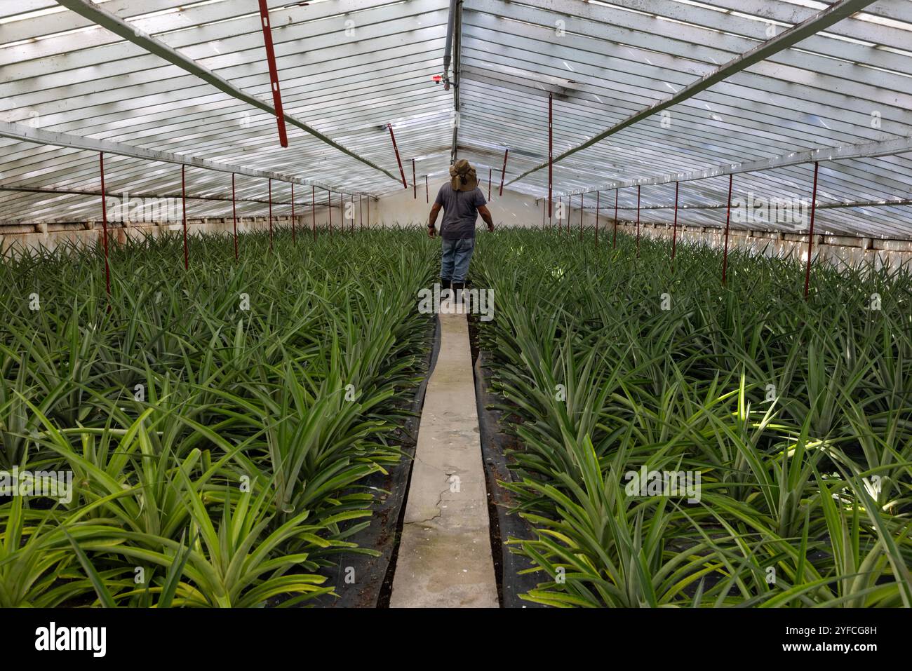 The Azores' Sao Miguel Island is renowned for its extensive Ananas, or pineapple, plantations. Stock Photo