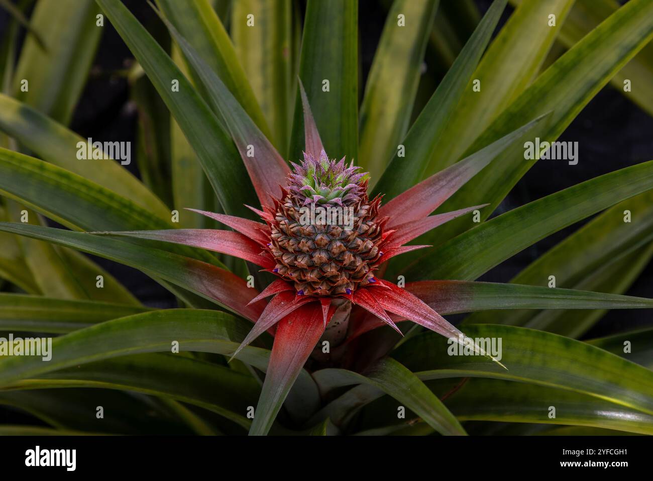 The Azores' Sao Miguel Island is renowned for its extensive Ananas, or pineapple, plantations. Stock Photo