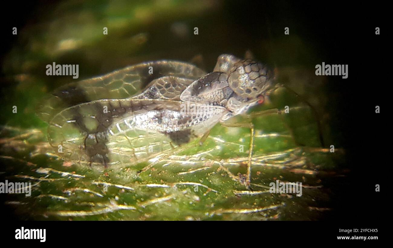 Azalea Lace Bug (Stephanitis pyrioides Stock Photo - Alamy
