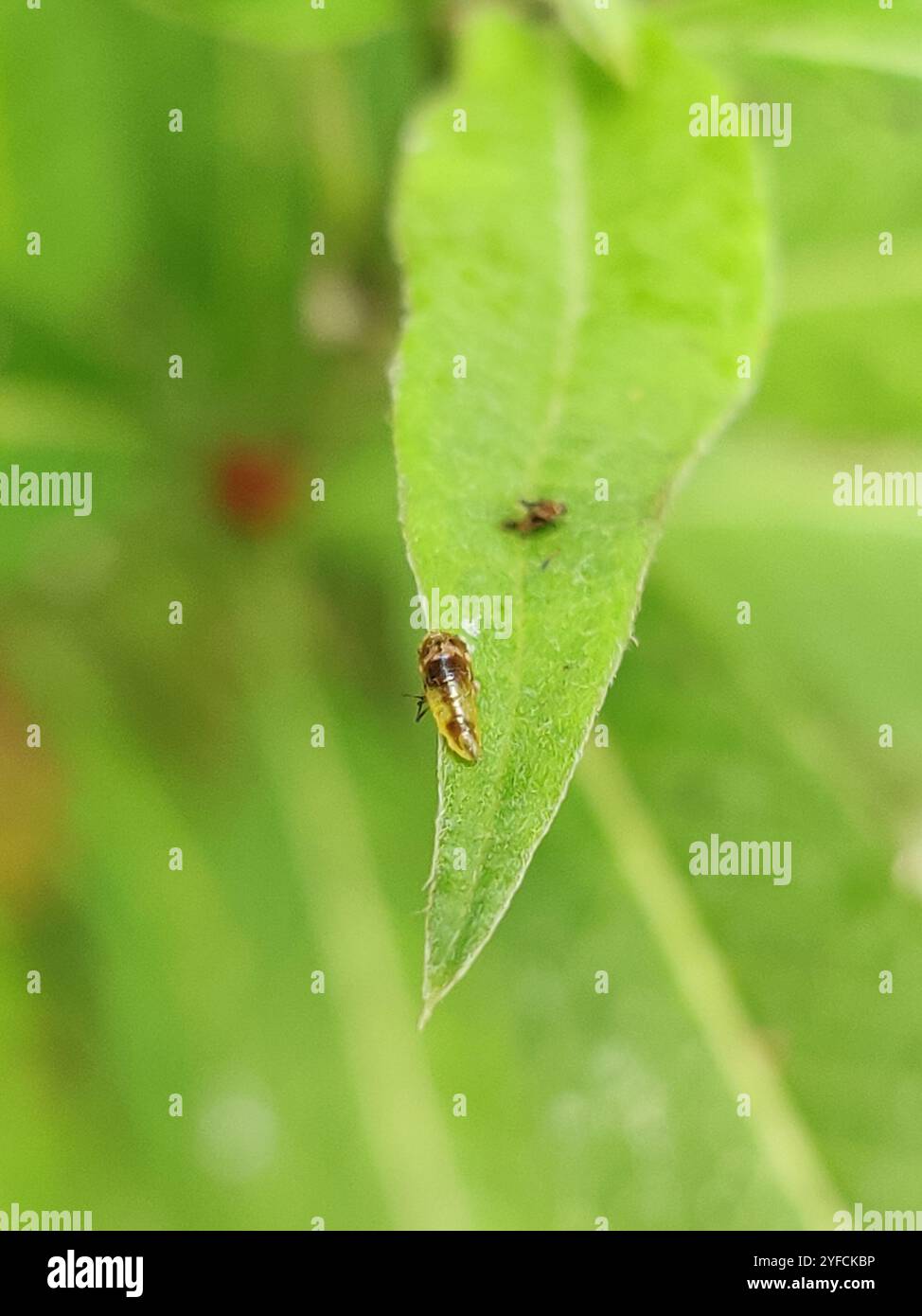 Hover Fly Parasitoid Wasps (Diplazontinae Stock Photo - Alamy