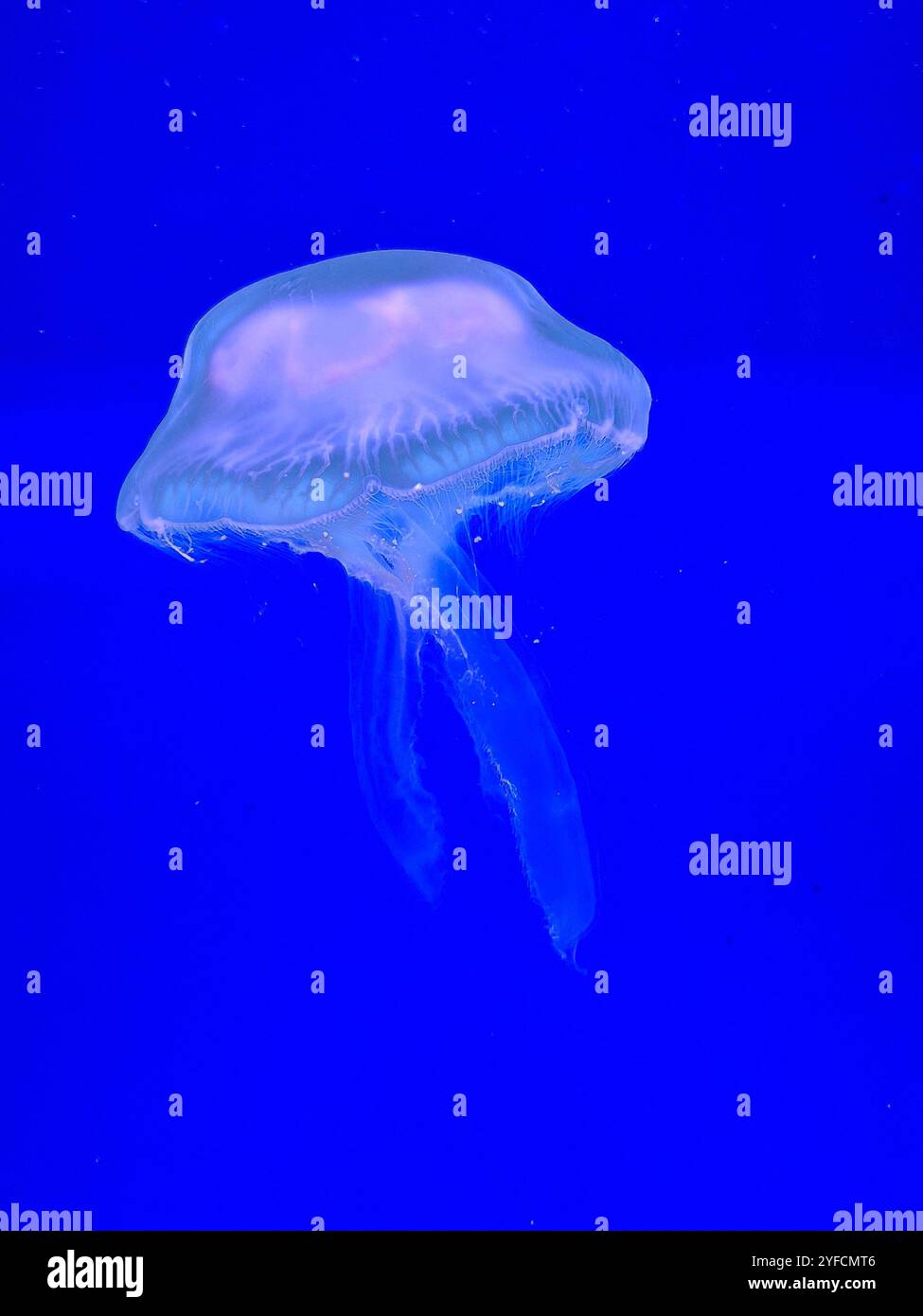 Jellyfish - Smartphone Captured Stock Image