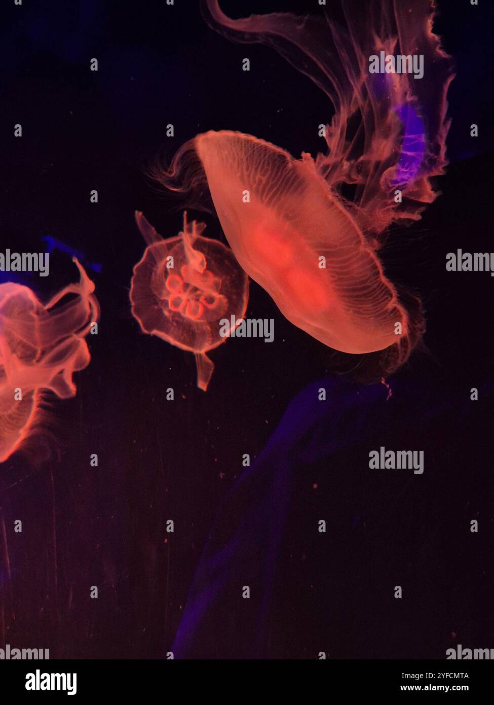 Jellyfish - Smartphone Captured Stock Image