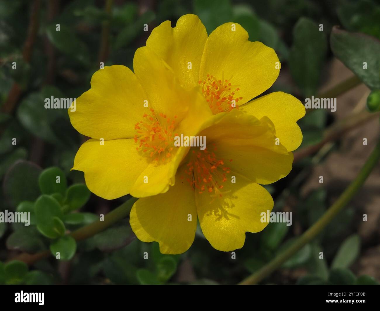 wingpod purslane (Portulaca umbraticola Stock Photo - Alamy