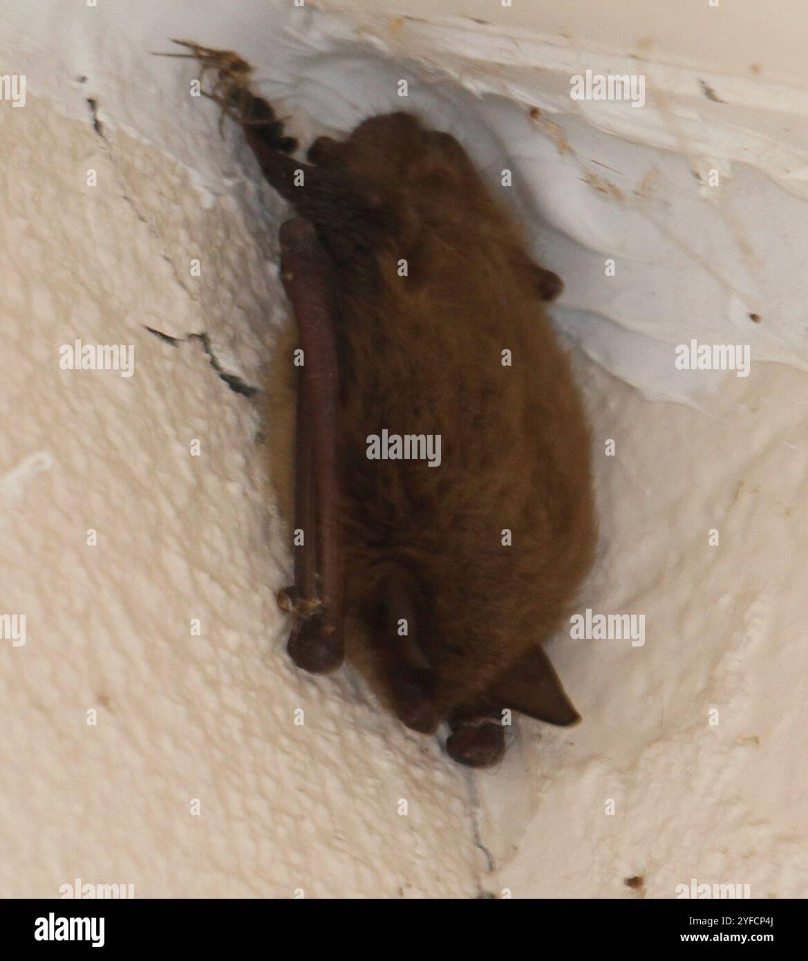 Little Brown Bat (Myotis lucifugus Stock Photo - Alamy