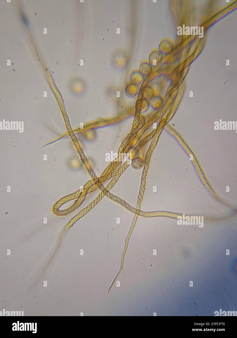 Trichia hi-res stock photography and images - Alamy