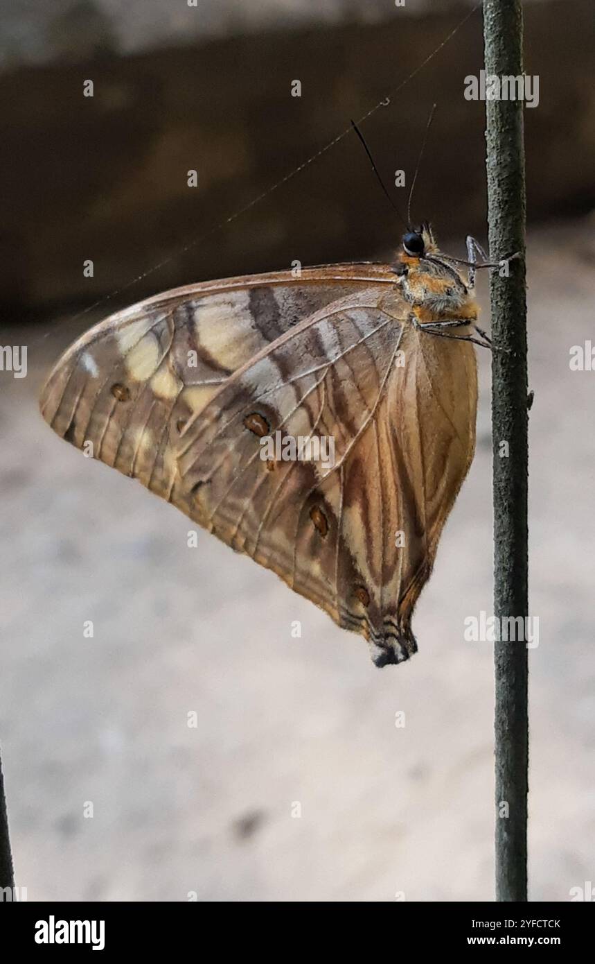 Aega morpho hi-res stock photography and images - Alamy