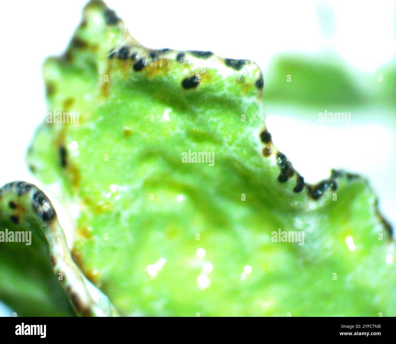 Crumpled rag lichen hi-res stock photography and images - Alamy