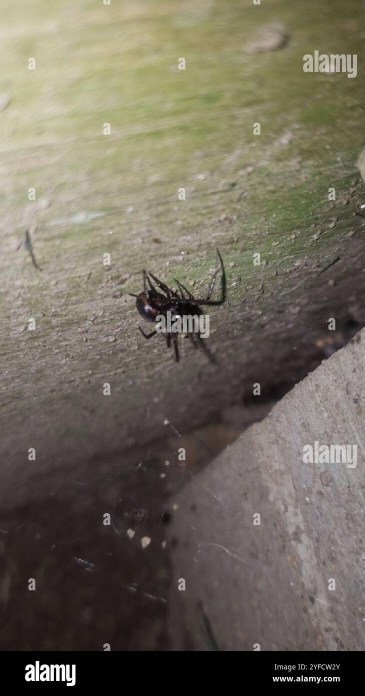 False Button Spider False Widow Spiders (Steatoda Stock Photo - Alamy