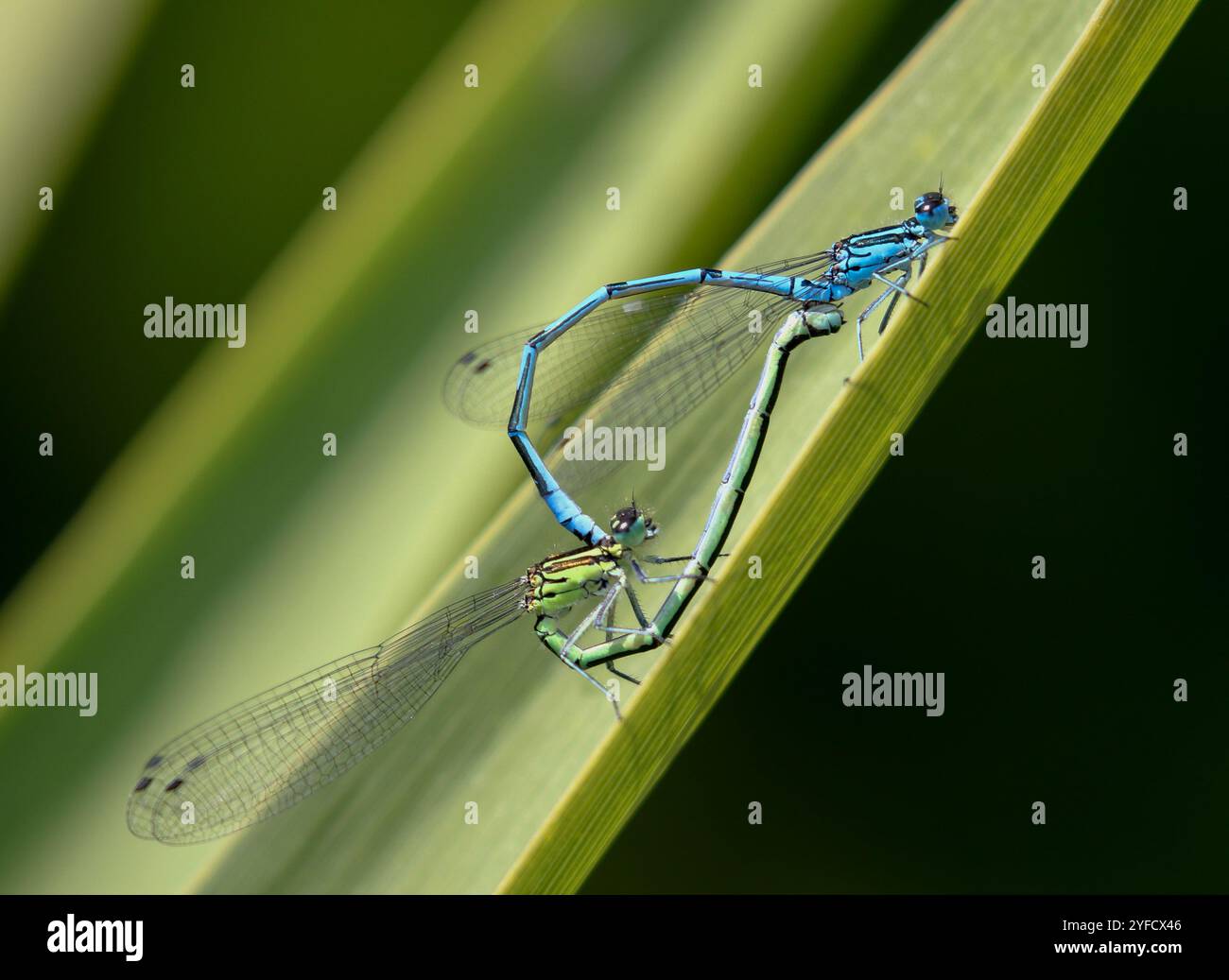Azure Damselfly or Azure Bluet mating pair - Coenagrion puella Stock ...