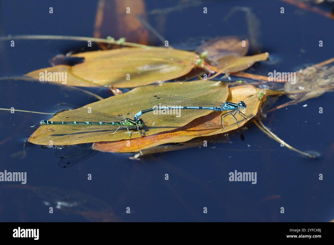Azure Damselfly or Azure Bluet tandem pair - Coenagrion puella Stock ...