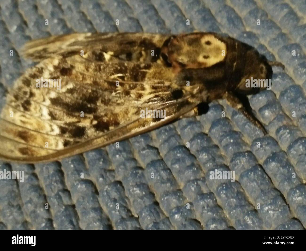 Greater Death s Head Hawkmoth Acherontia Lachesis Stock Photo Alamy greater-death-s-head-hawkmoth-acherontia-lachesis-stock-photo-alamy