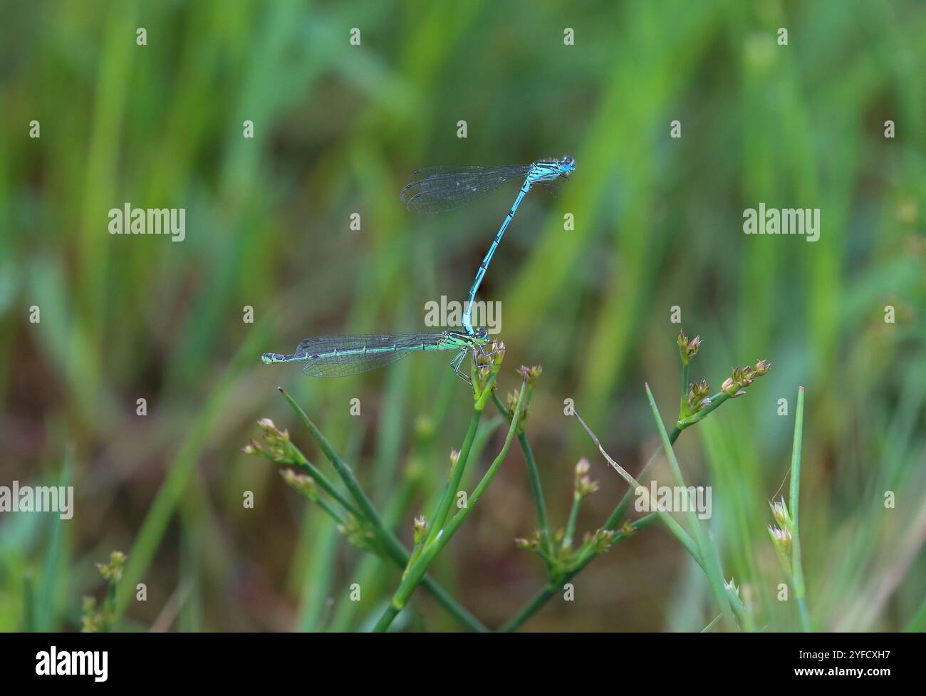 Azure Damselfly or Azure Bluet tandem pair - Coenagrion puella Stock ...