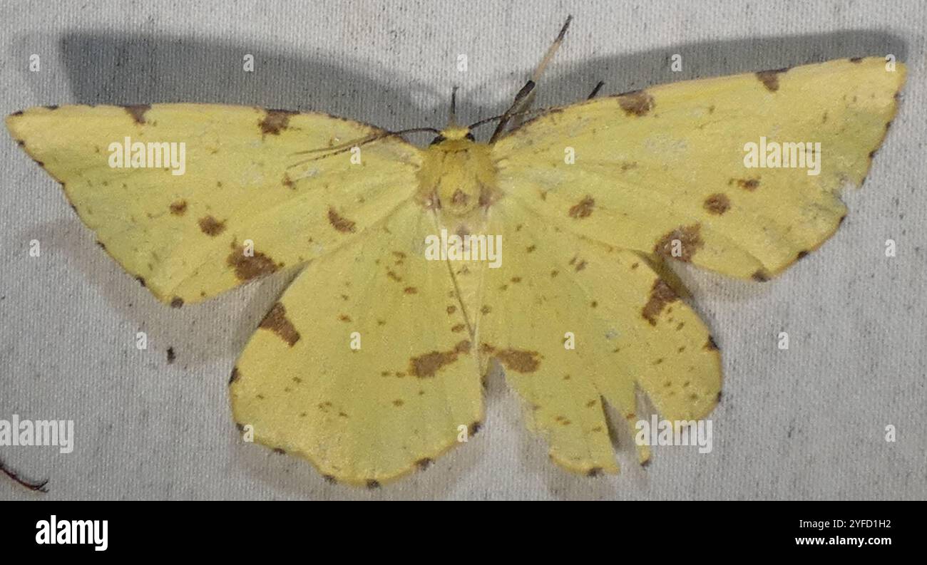 Xanthotype Crocus Geometer Moths (Xanthotype Stock Photo - Alamy