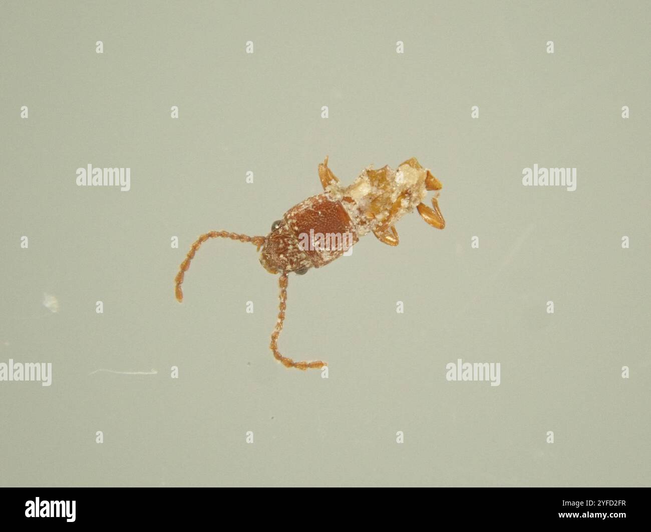 Cryptolestes hi-res stock photography and images - Alamy