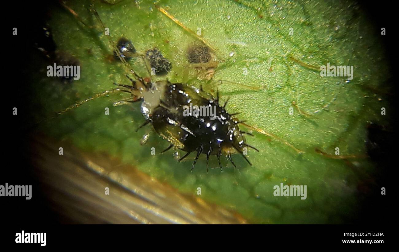 Stephanitis pyrioides hi-res stock photography and images - Alamy