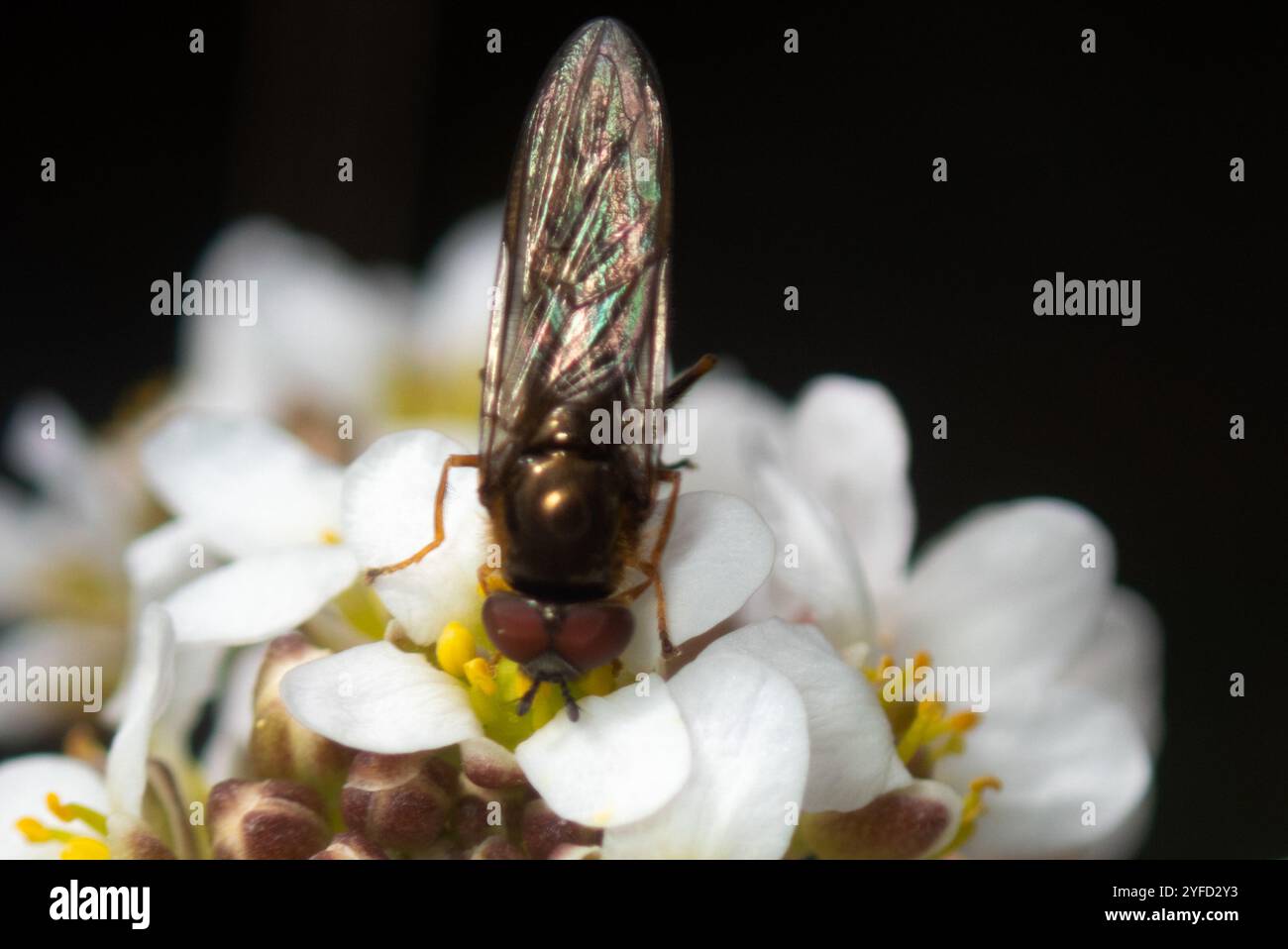 Sedgesitter hi-res stock photography and images - Alamy