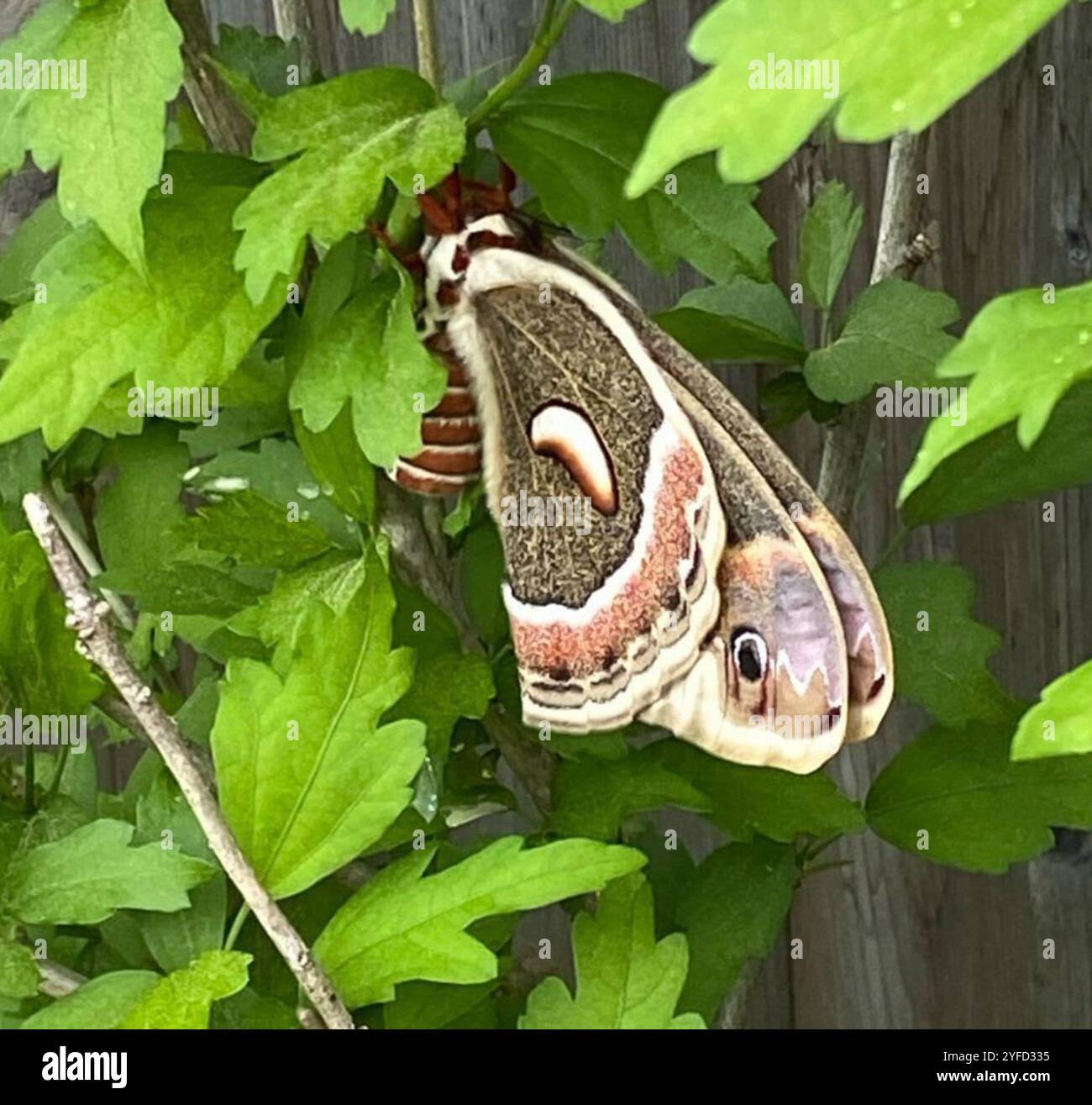 Cecropia Moth (Hyalophora cecropia Stock Photo - Alamy