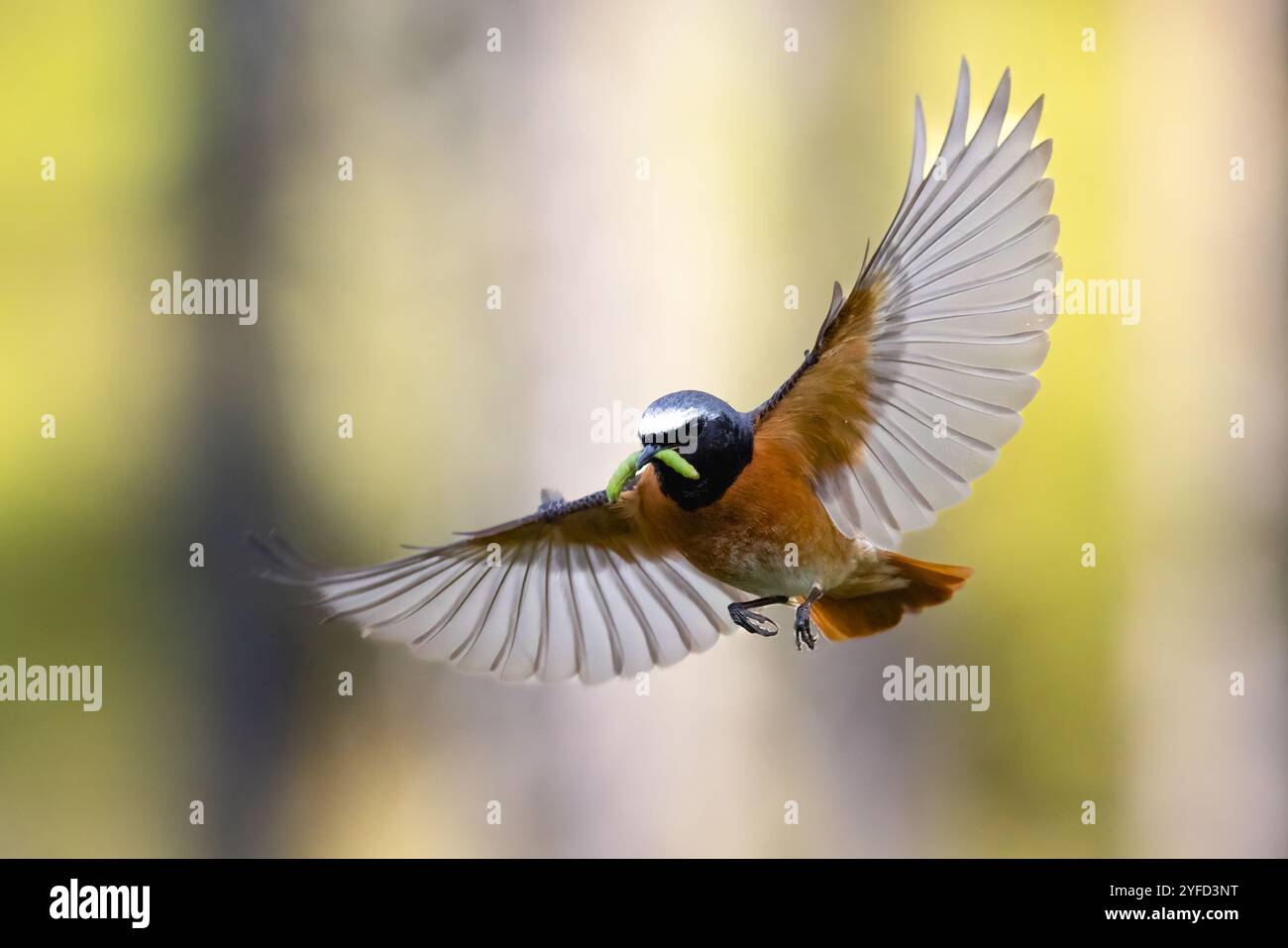 Redstart Flapping Phoenicurus common redstart hi-res stock photography and images - Alamy