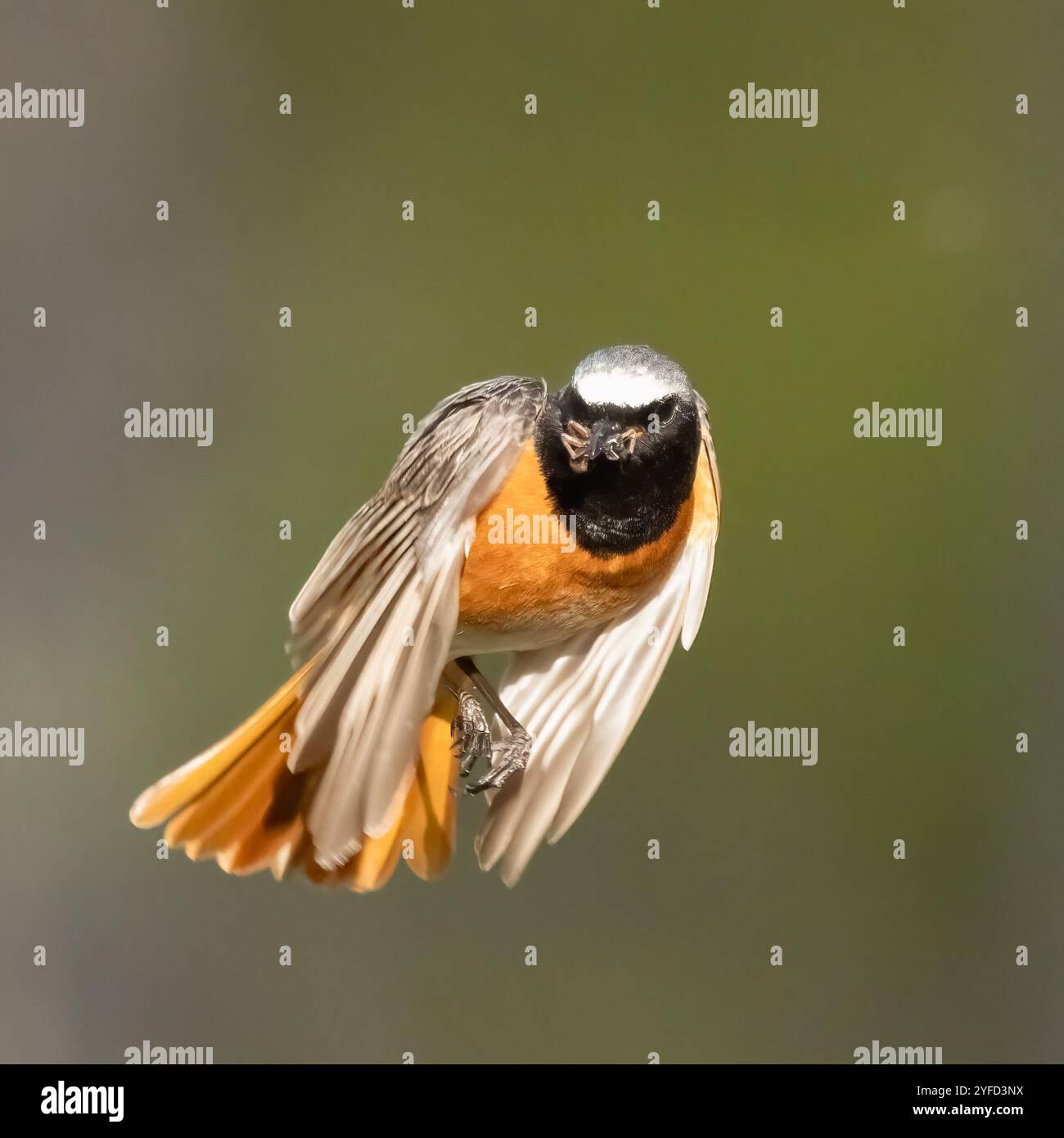 Redstart Flapping Phoenicurus common redstart hi-res stock photography and images - Alamy