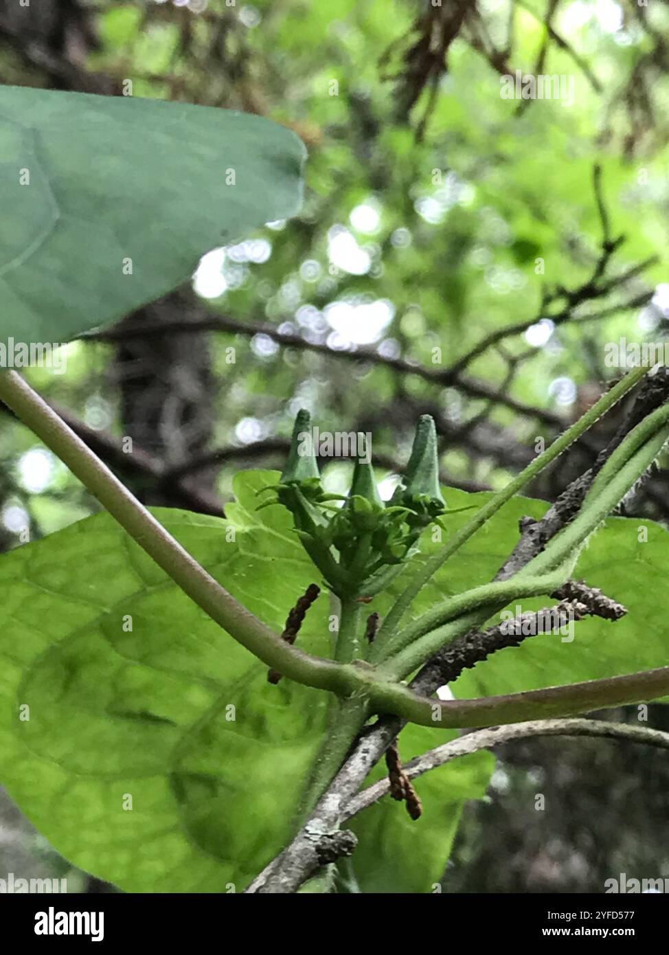 Anglepod (Gonolobus suberosus Stock Photo - Alamy