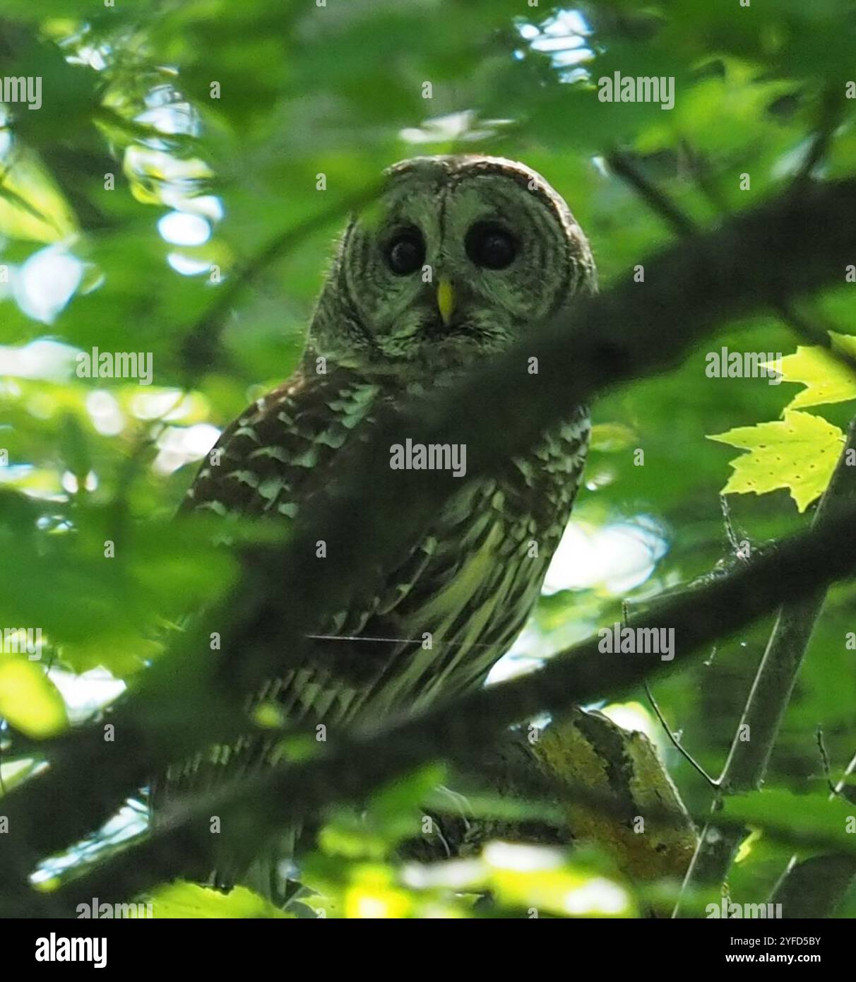 Strix Vari Barred Owl (Strix varia Stock Photo - Alamy