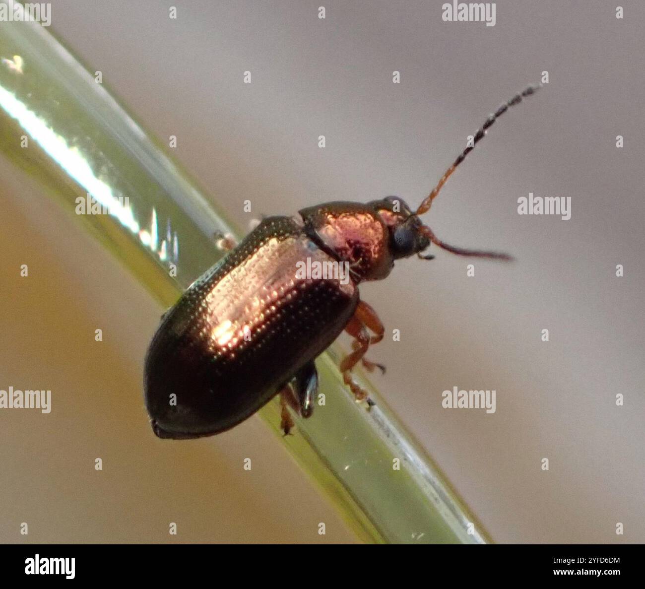 Plutus hi-res stock photography and images - Alamy