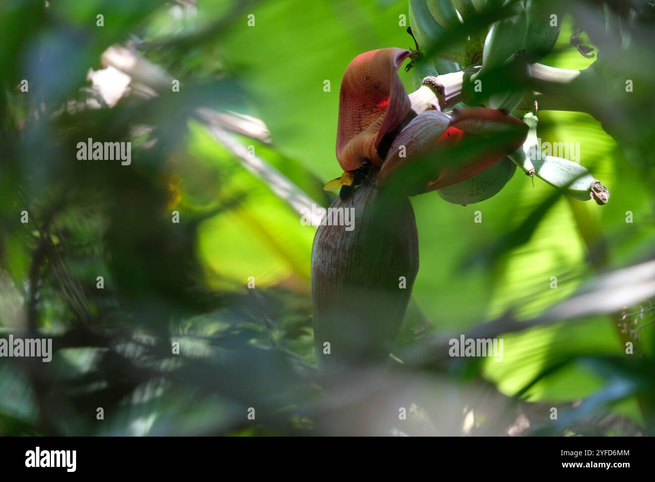 Ants, Bees, and Stinging Wasps (Aculeata Stock Photo - Alamy