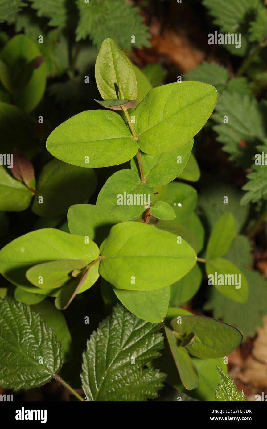 Tutsan (Hypericum androsaemum Stock Photo - Alamy