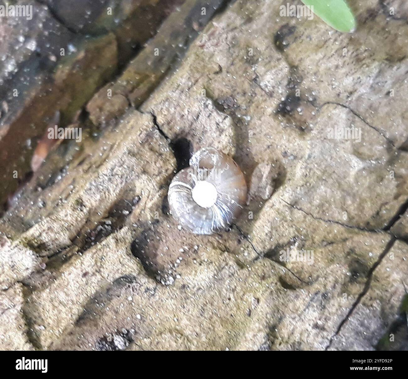 Discus ruderatus hi-res stock photography and images - Alamy