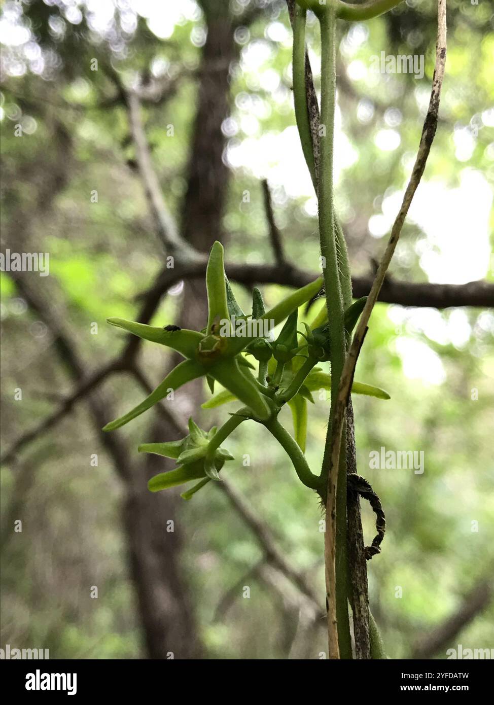 Anglepod (Gonolobus suberosus Stock Photo - Alamy