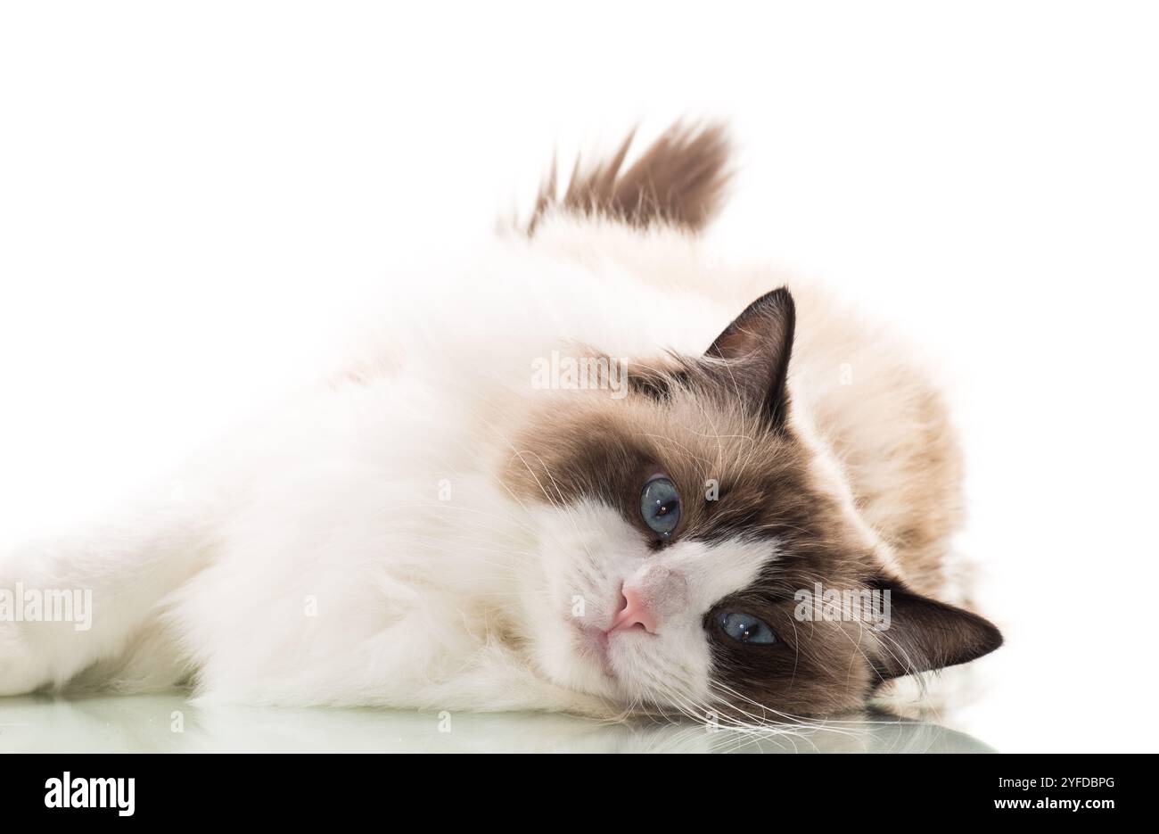 Happy beautiful Ragdoll cat isolated on white background Stock Photo ...