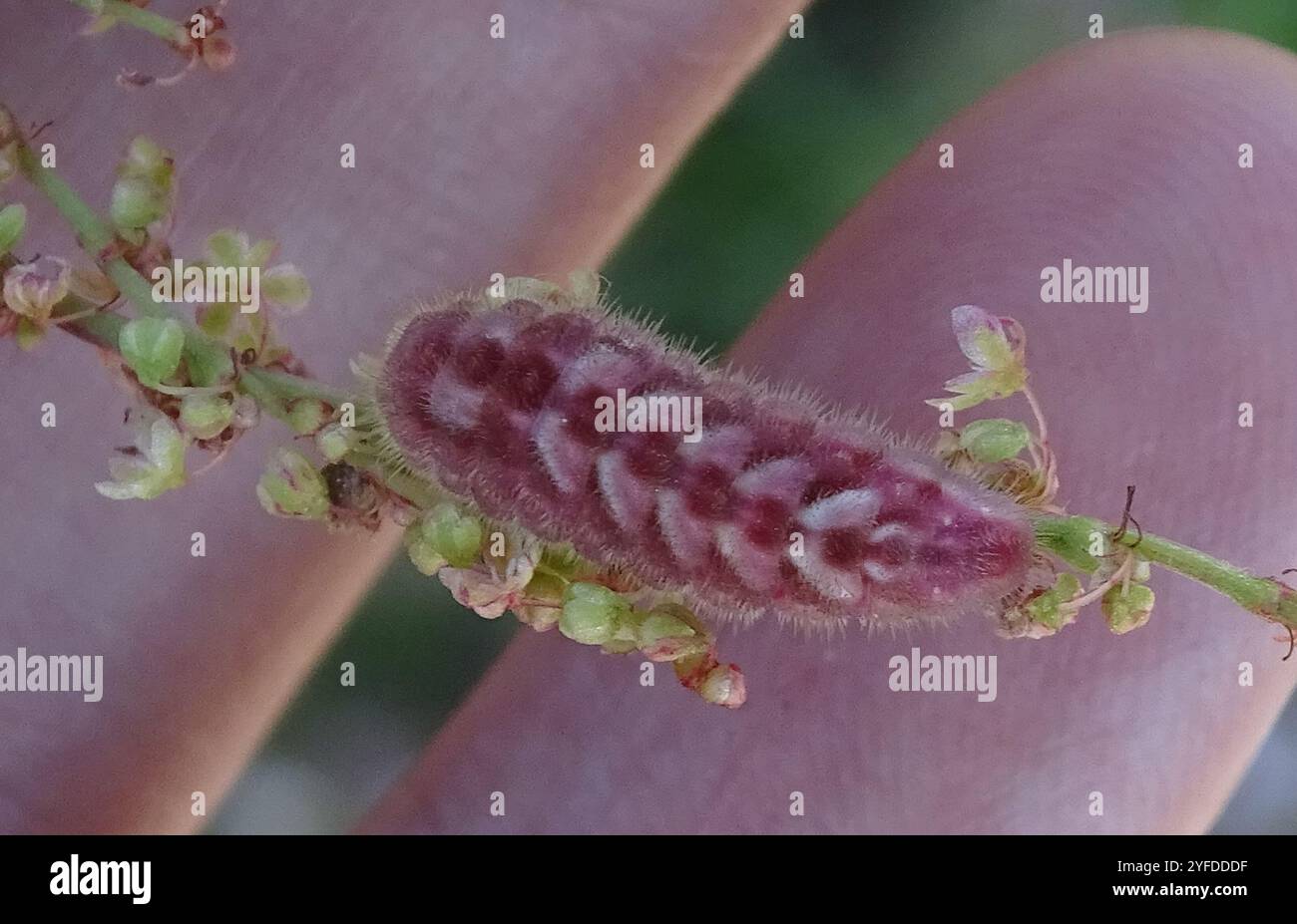 Callophrys henrici hi-res stock photography and images - Alamy