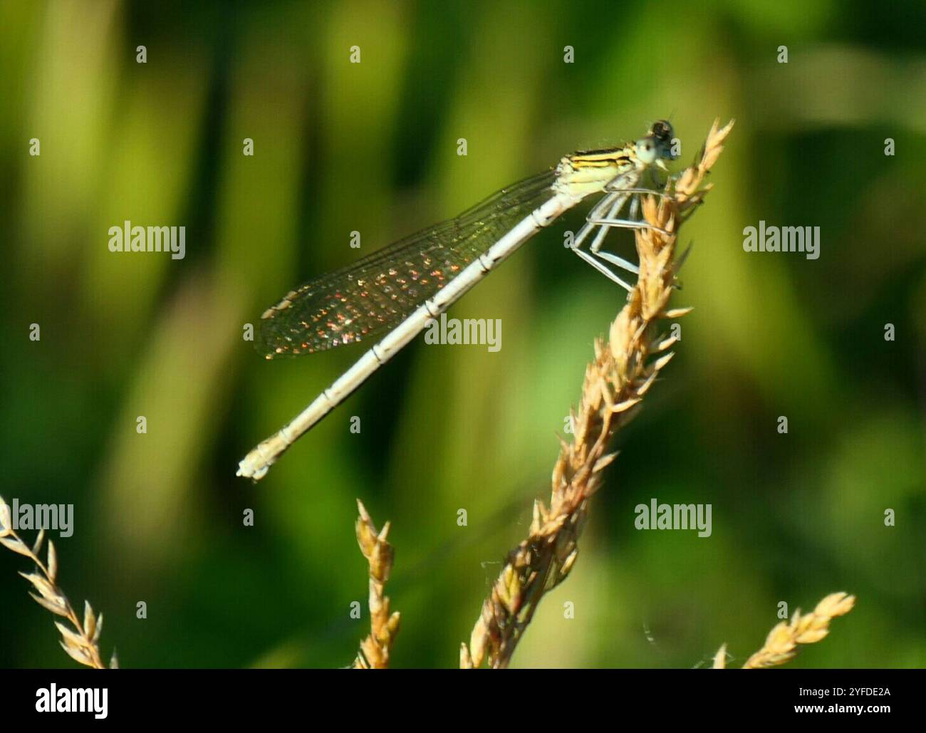 White-legged Damselfly (Platycnemis pennipes Stock Photo - Alamy