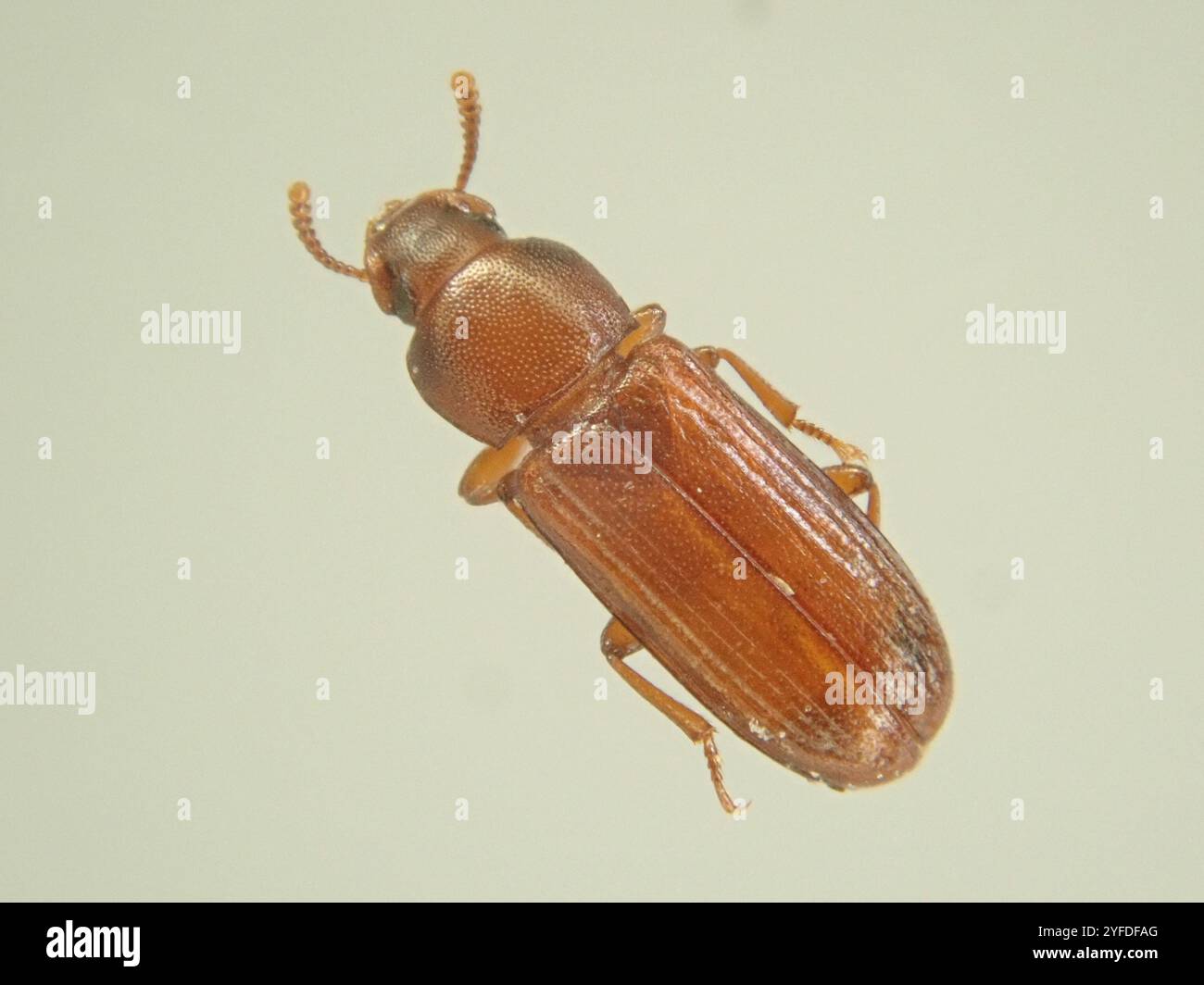 Rusty-red Flour-beetles (Tribolium Stock Photo - Alamy