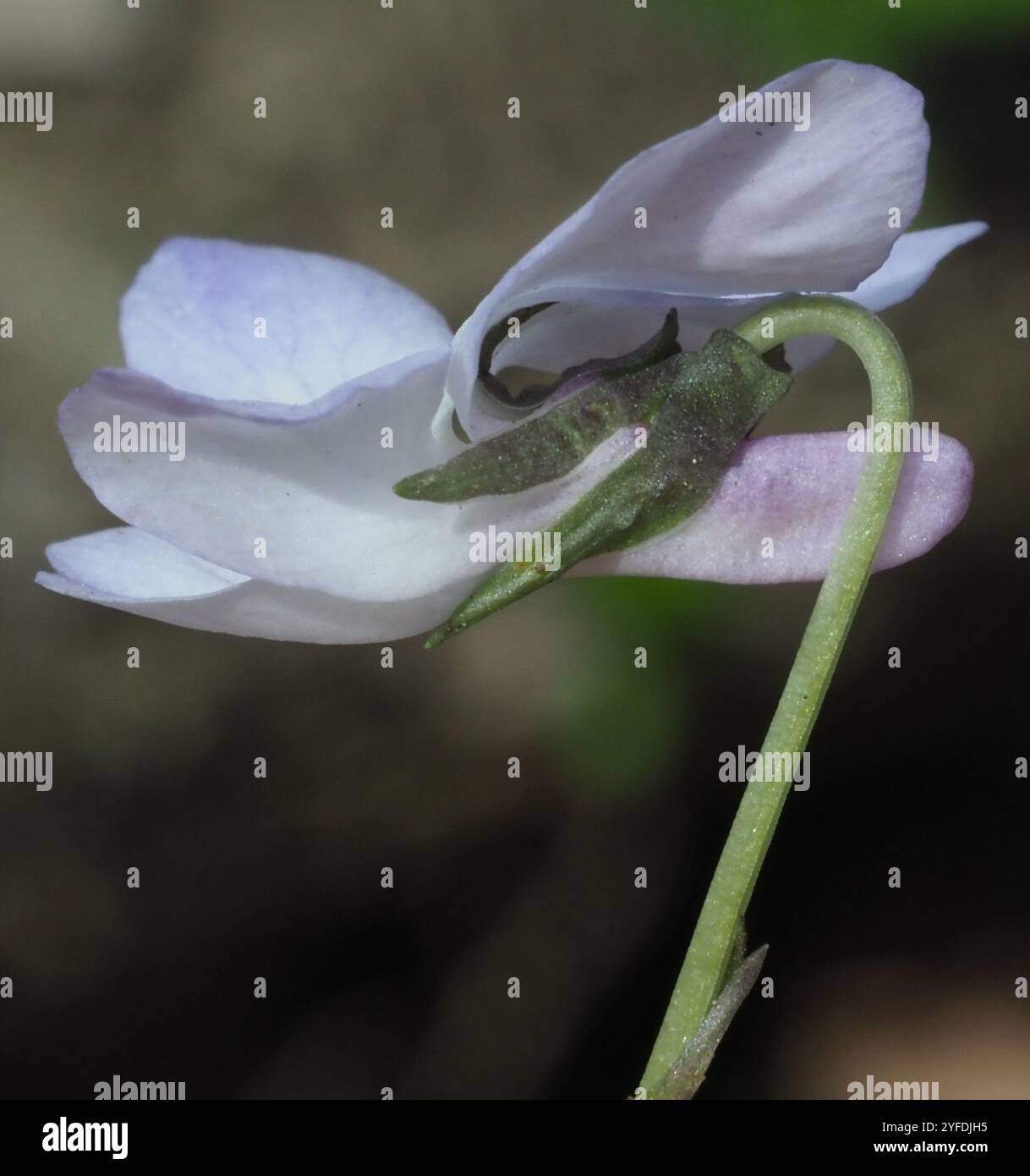 Labrador Violet Invasive Labradorica hi-res stock photography and images - Alamy