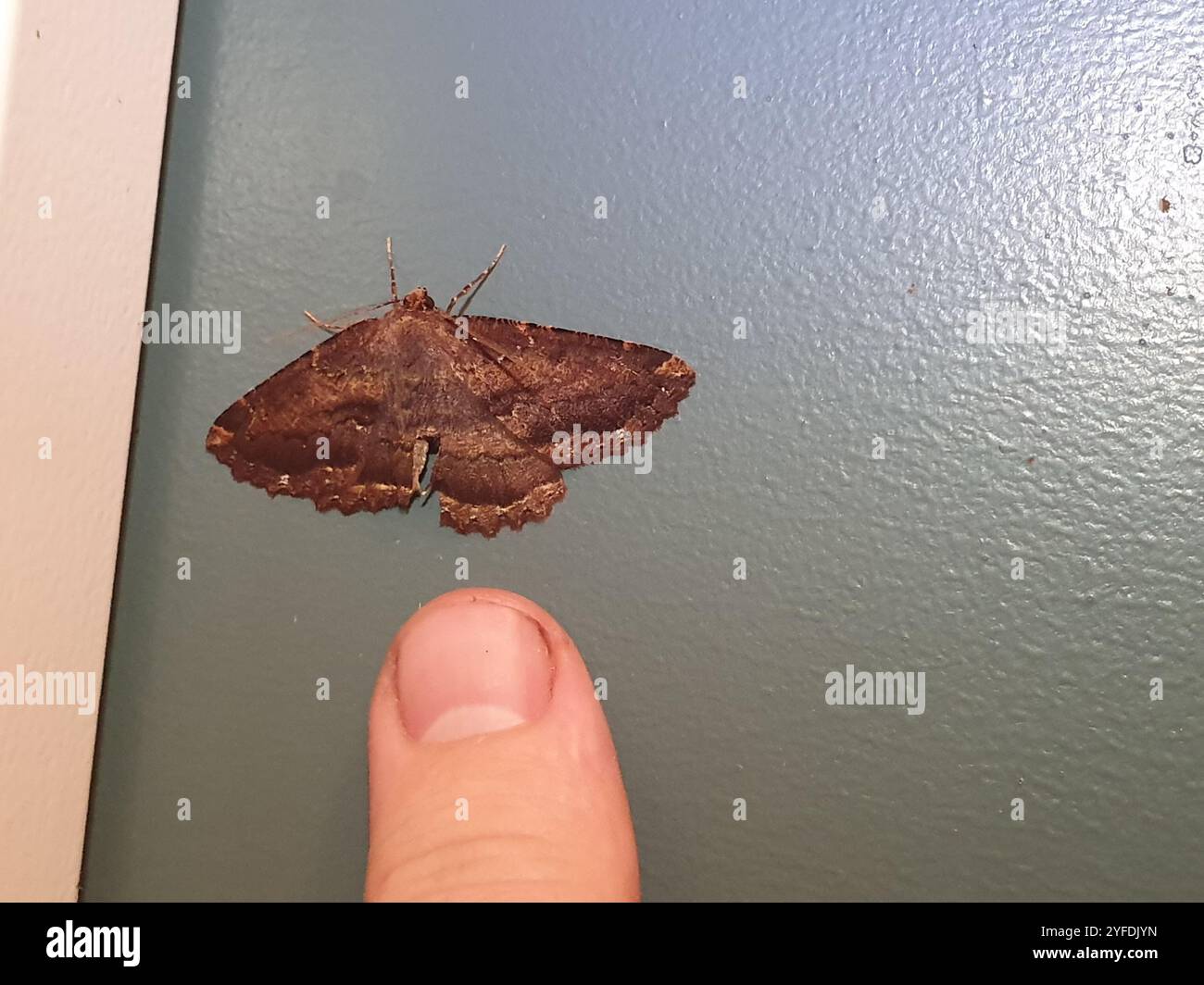 Brown evening moth (Gellonia dejectaria Stock Photo - Alamy
