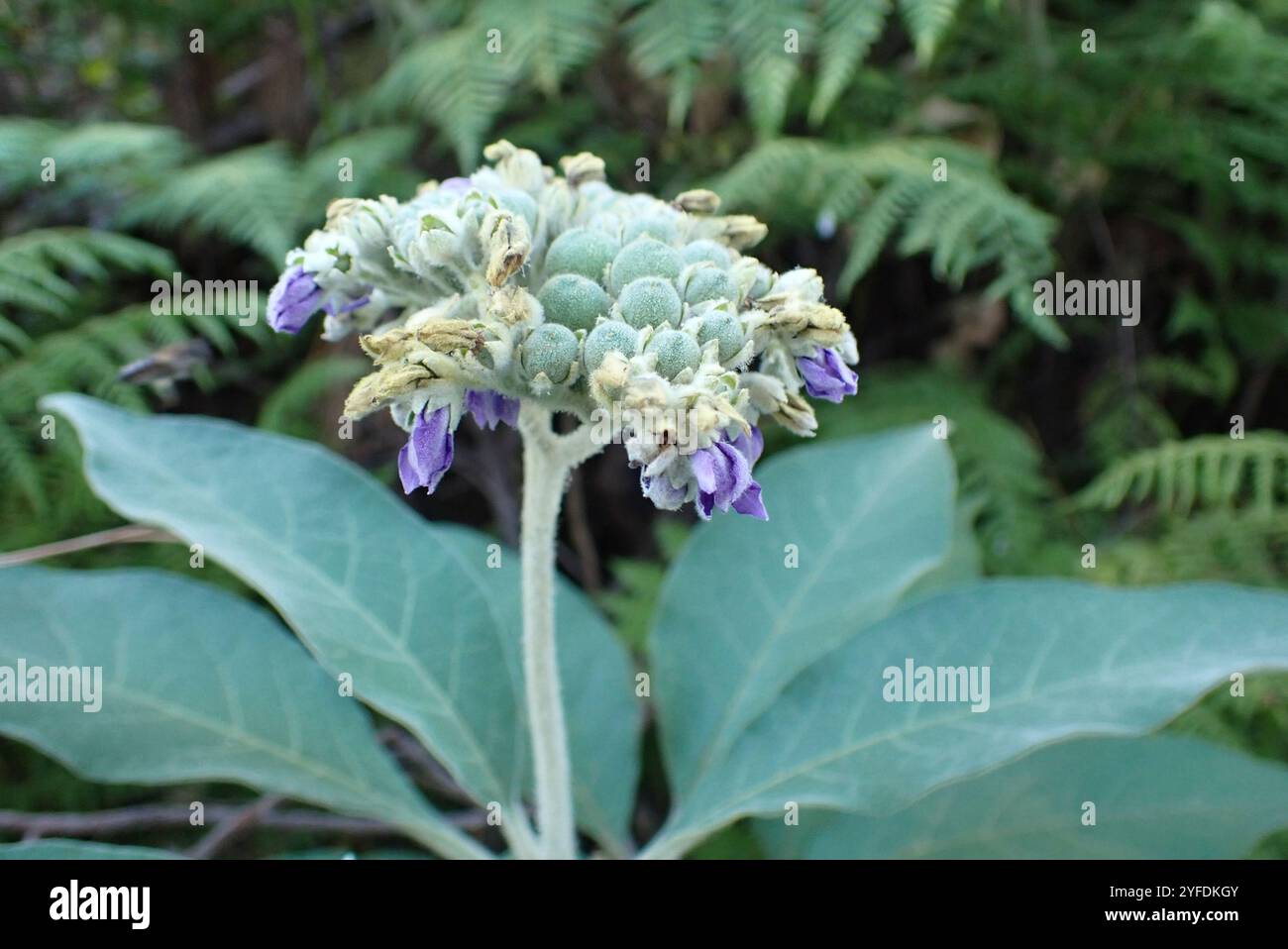 Bugweed hi-res stock photography and images - Alamy