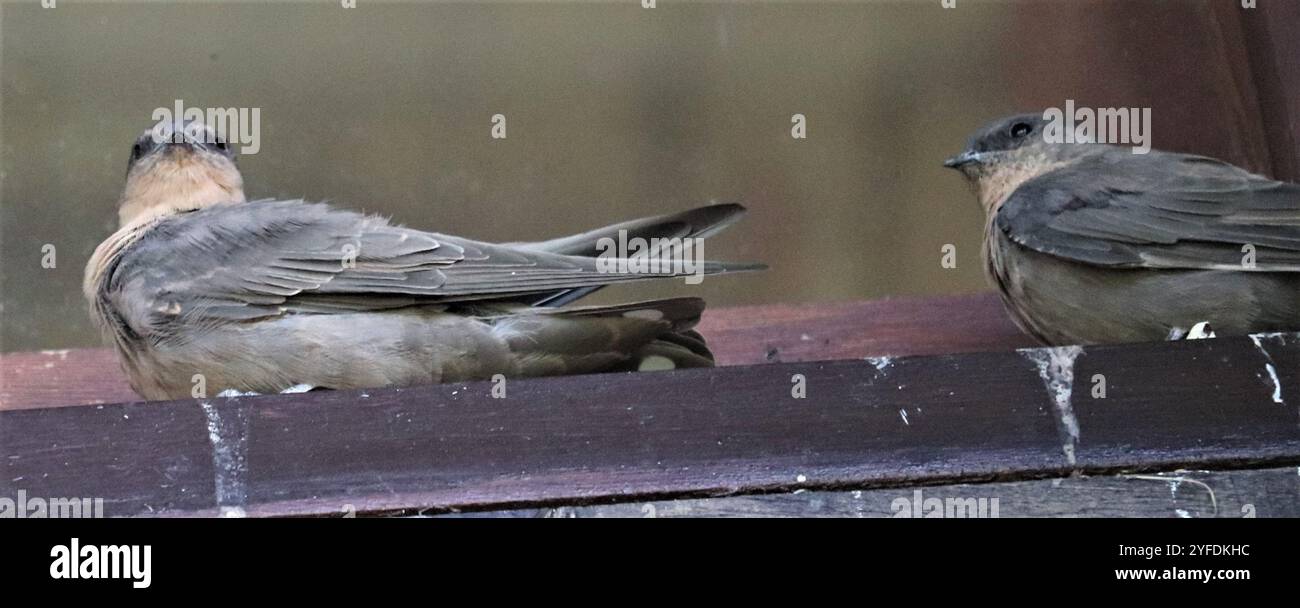 Southern Martin Southern Rock Martin (Ptyonoprogne fuligula fuligula Stock Photo - Alamy