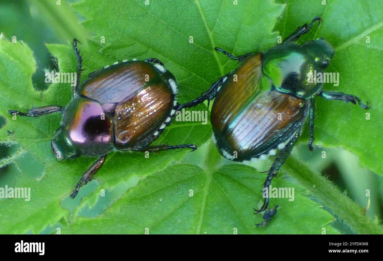 Japanese Beetle (Popillia japonica Stock Photo - Alamy