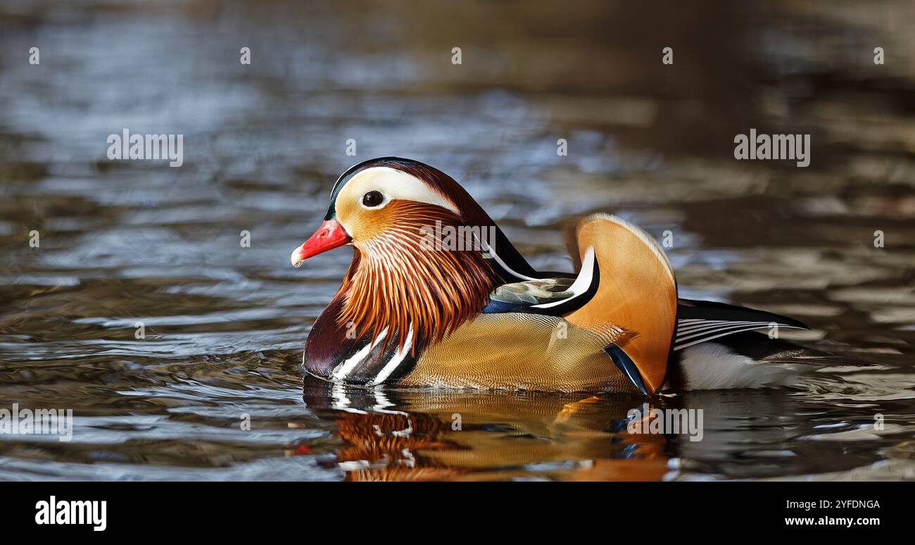 Male Mandarin duck native to East Asia many years have escaped from private  oweners many years ago are in numerous parks in England. These magnificient  creatures are called Yin Yang 鴛鴦 in, image size:1300x774