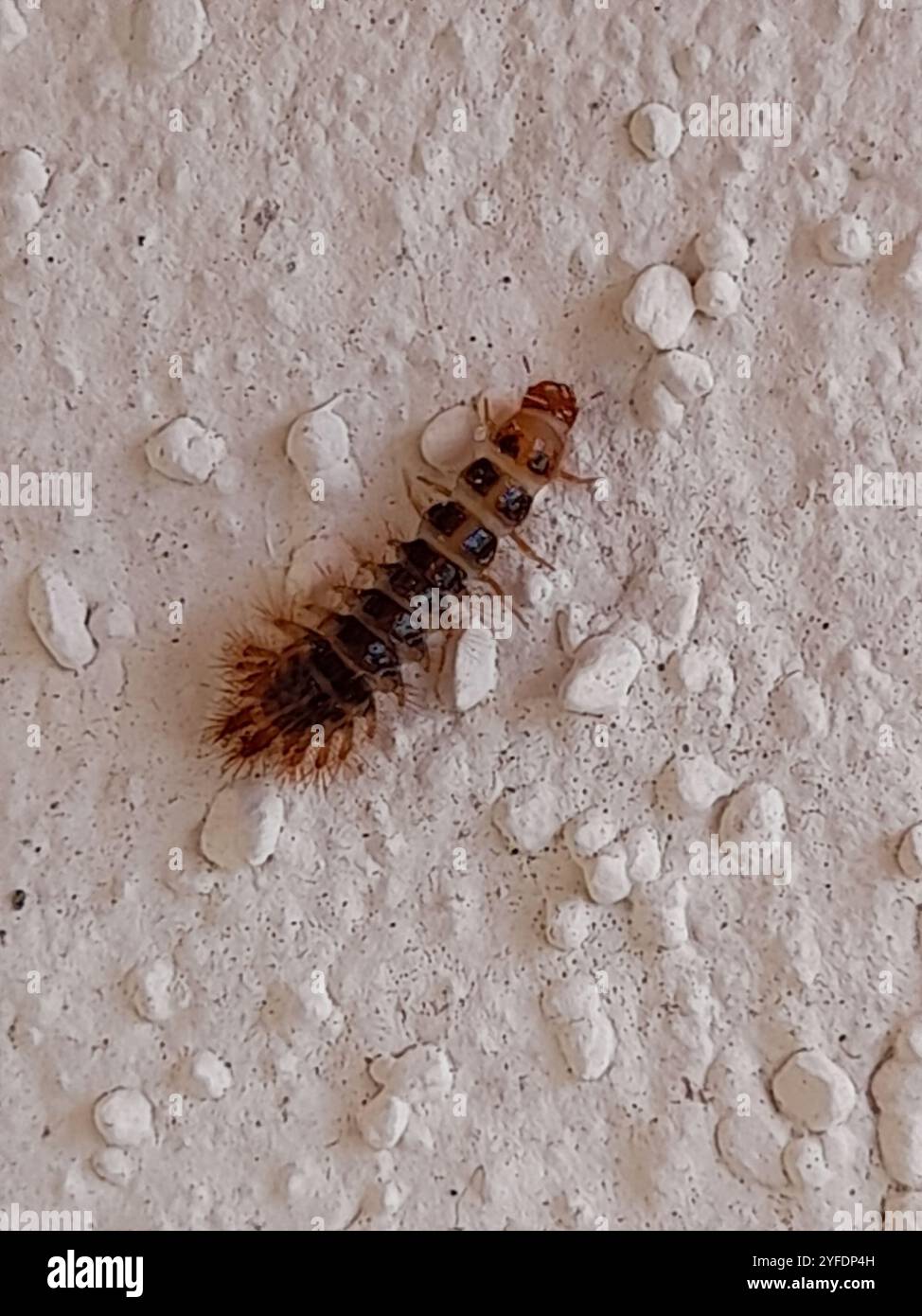 Drilus flavescens hi-res stock photography and images - Alamy