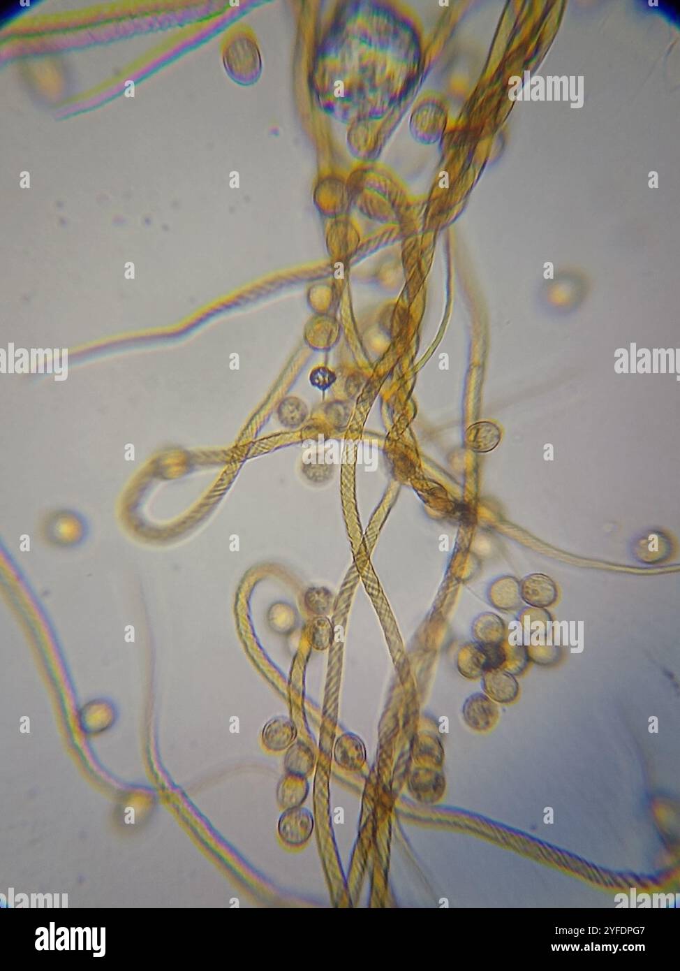 Crateriformis hi-res stock photography and images - Alamy