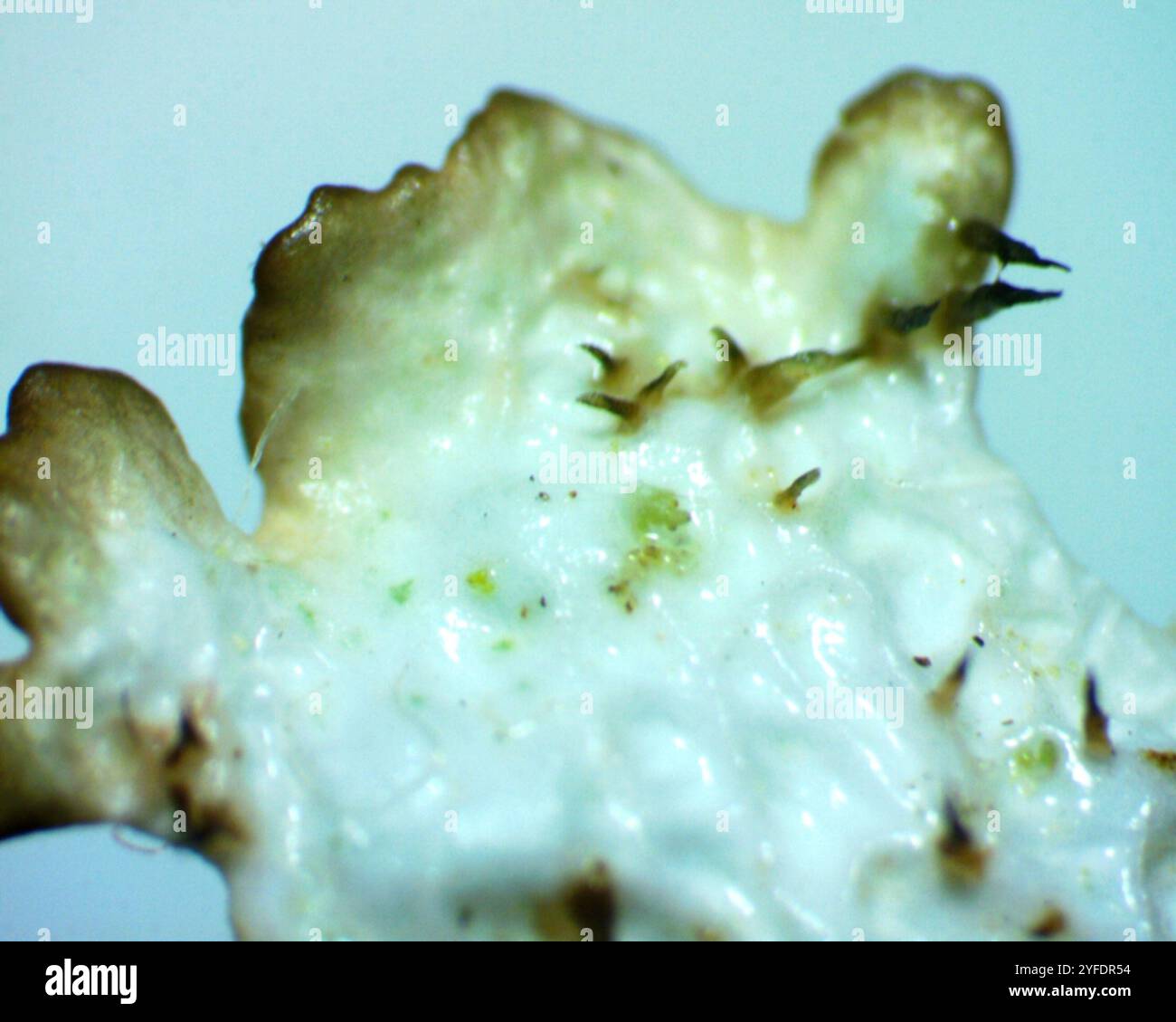 Crumpled rag lichen hi-res stock photography and images - Alamy
