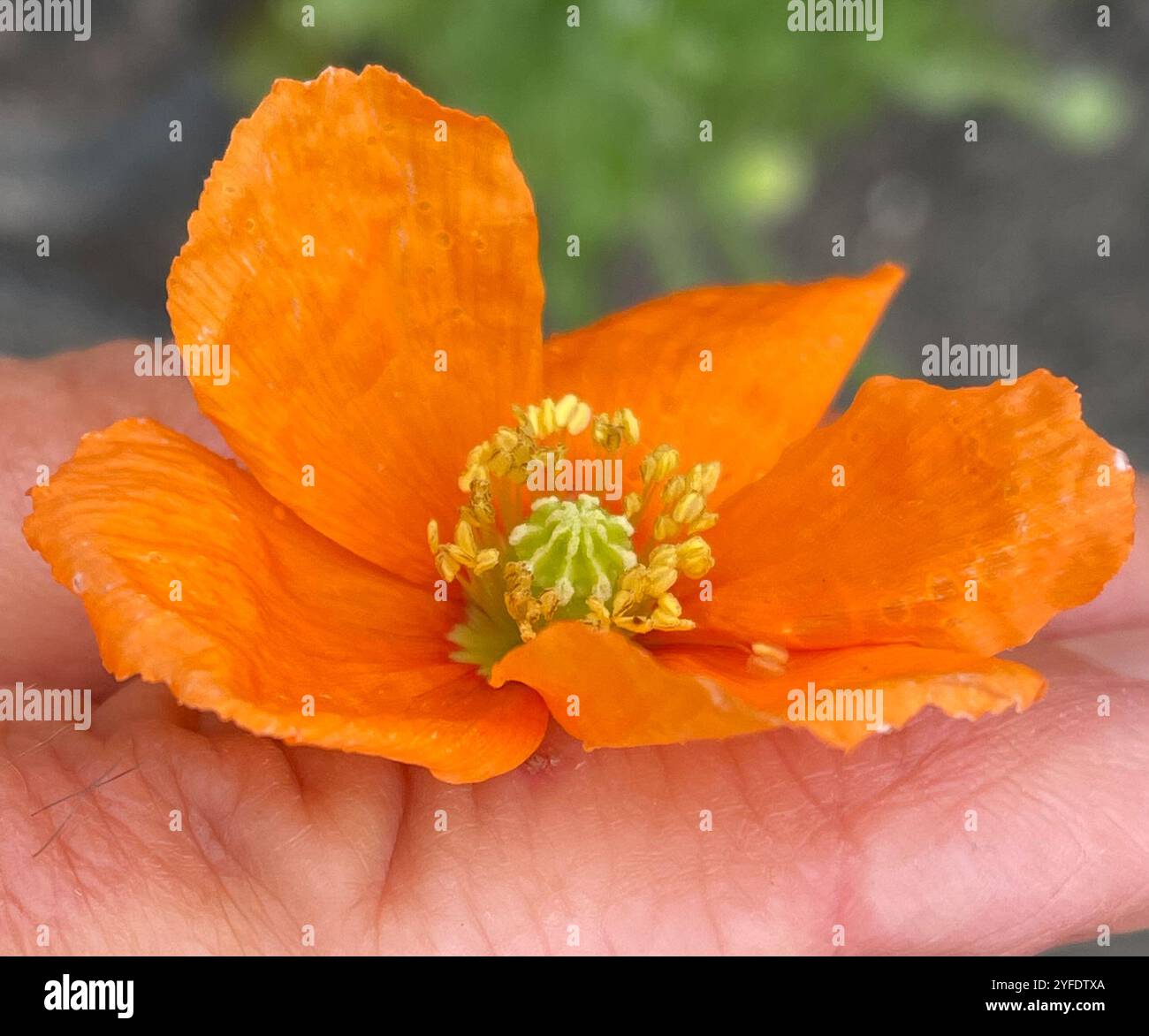 Papaver californicum hi-res stock photography and images - Alamy