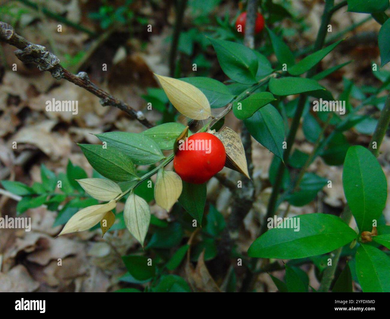 thumbnail image 2 of Butcher’s Broom Root Cut & Sifted – Ruscus Aculeatus – 1 Oz. For Tea & Infusion 2 of 6