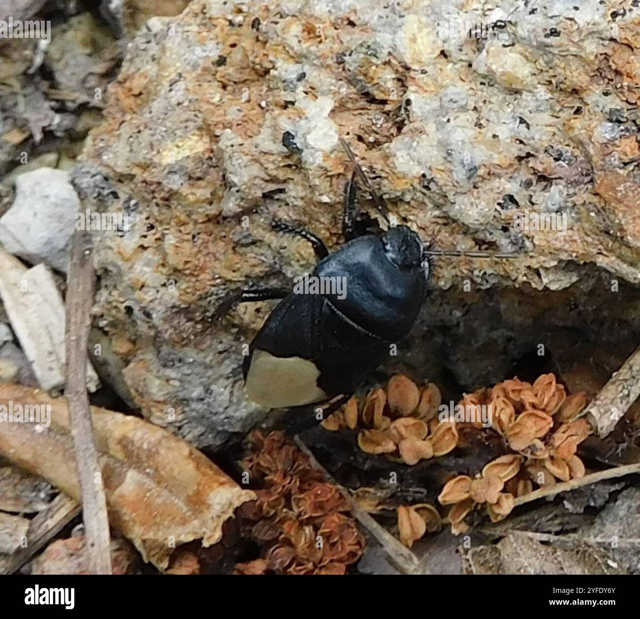 Burrowing bug hi-res stock photography and images - Alamy