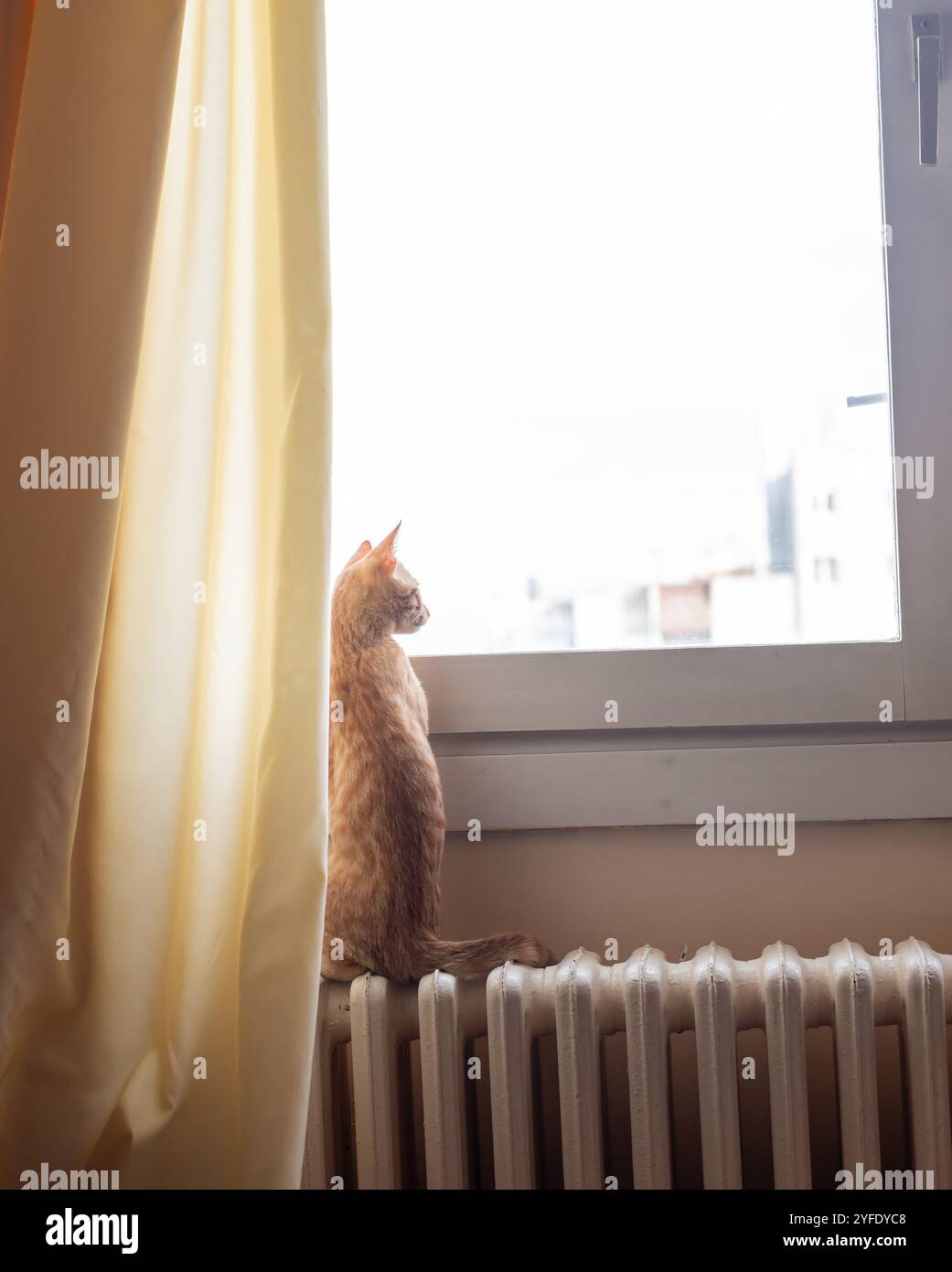Ginger cat is looking through a window Stock Photo