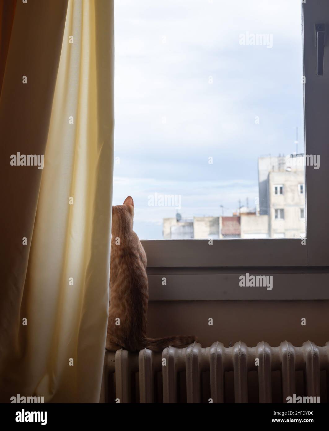 Ginger cat is looking through a window Stock Photo