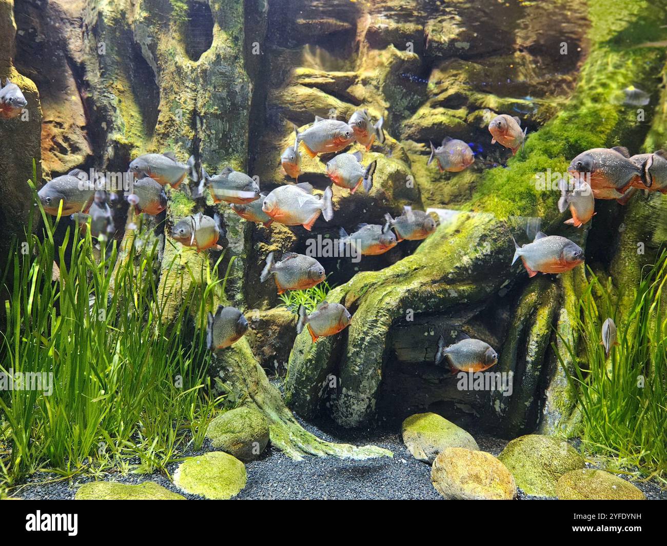 gray orange lovely fishes in the underwater world - Smartphone Captured Stock Image